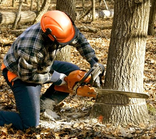 Tree Removal in Potomac, IL